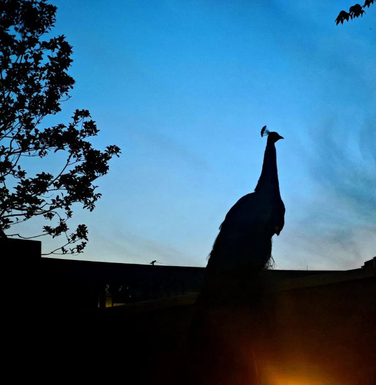 173261129279911948FN.jpg 圖片2 (4).jpg